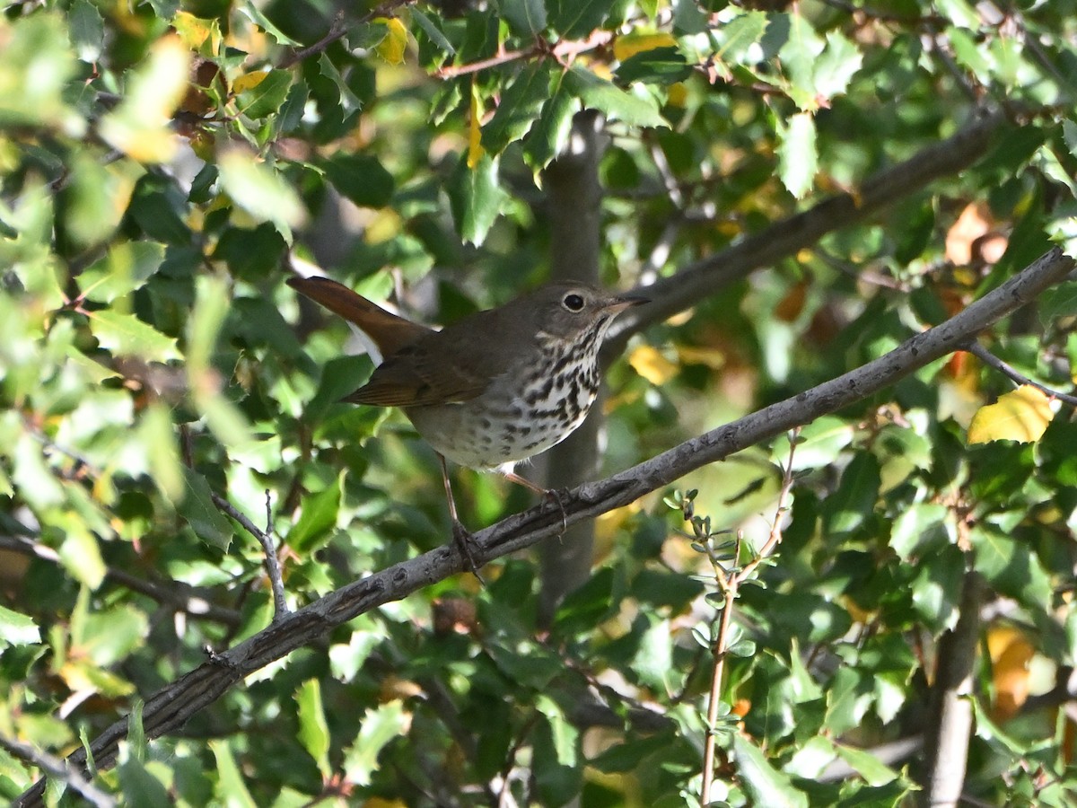 Hermit Thrush - ML611236227