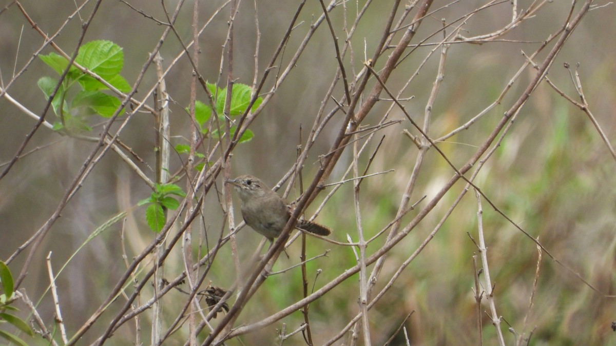 House Wren - ML611236296