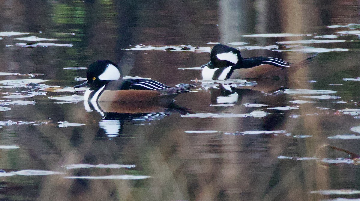 Hooded Merganser - ML611236309