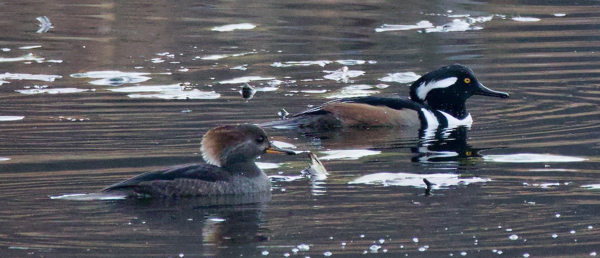 Hooded Merganser - ML611236316