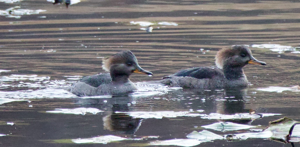 Hooded Merganser - ML611236332