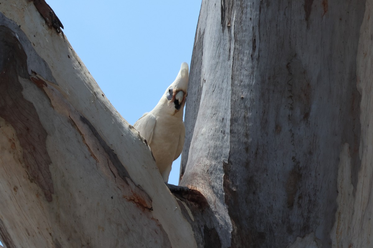 Little Corella - ML611236365