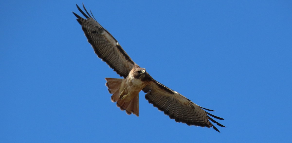 Red-tailed Hawk - Alán Palacios