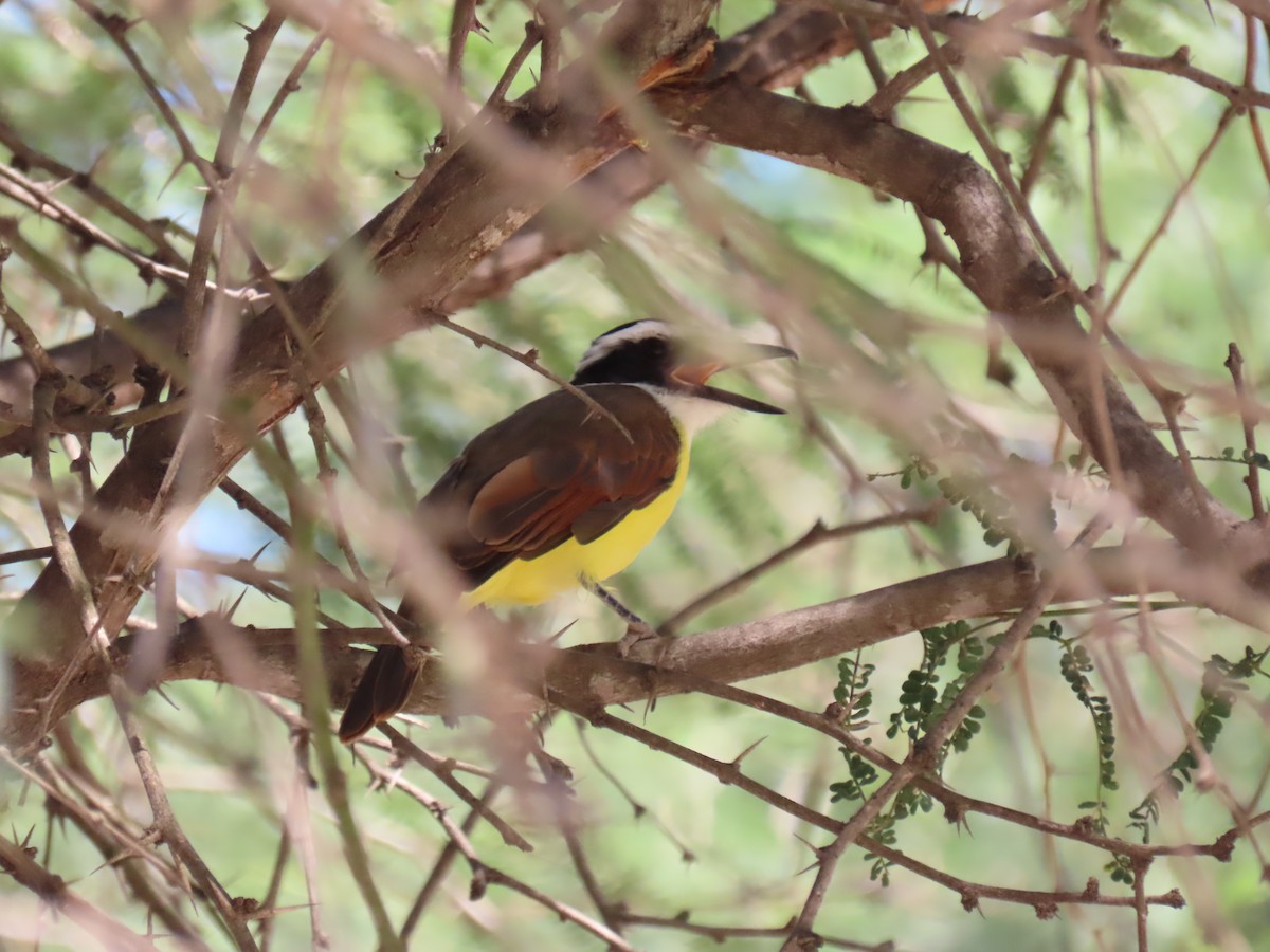 Great Kiskadee - Alán Palacios