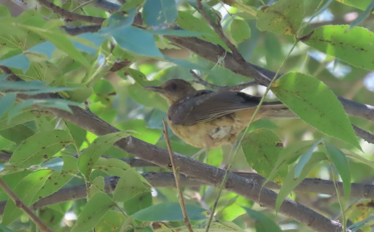 Clay-colored Thrush - Alán Palacios