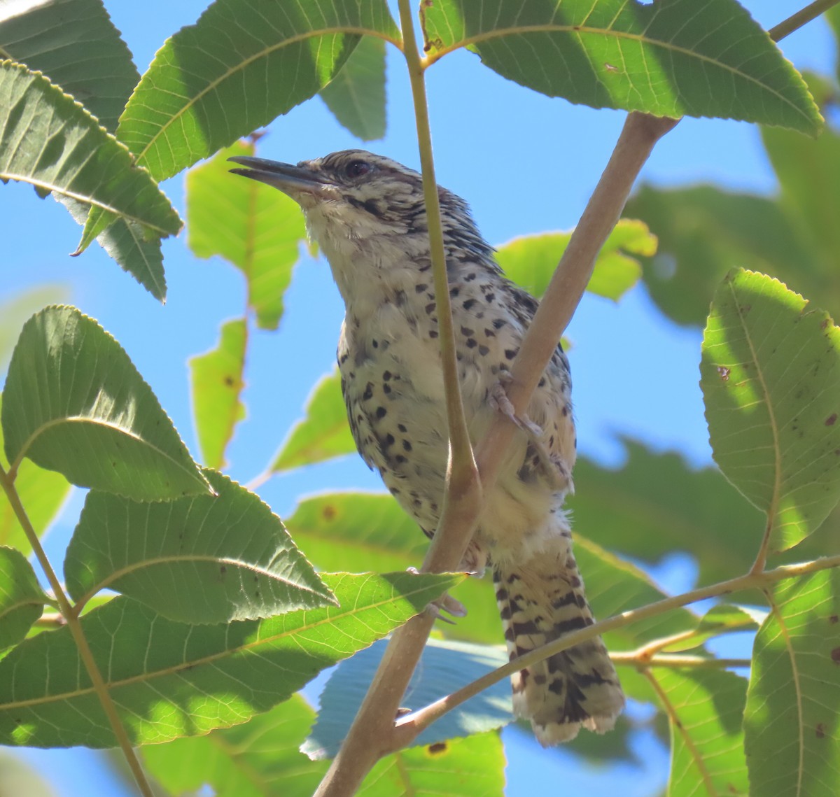 Spotted Wren - Alán Palacios