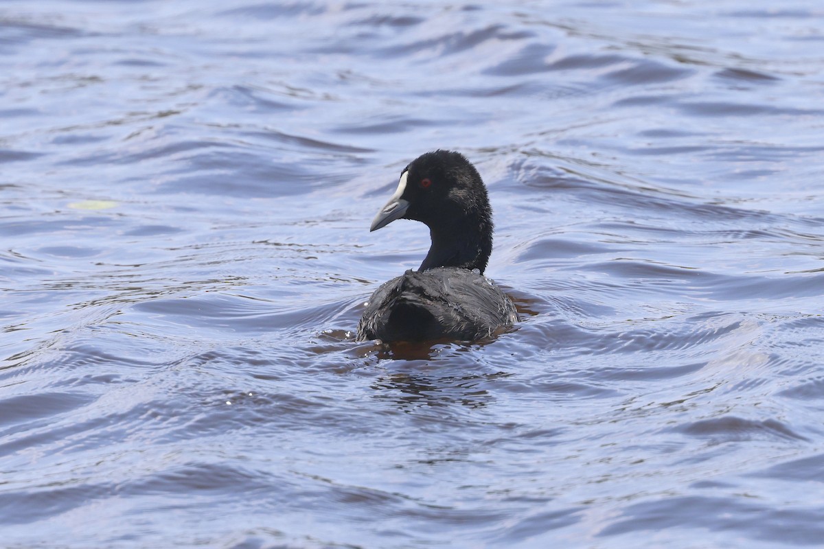 Eurasian Coot - ML611236579