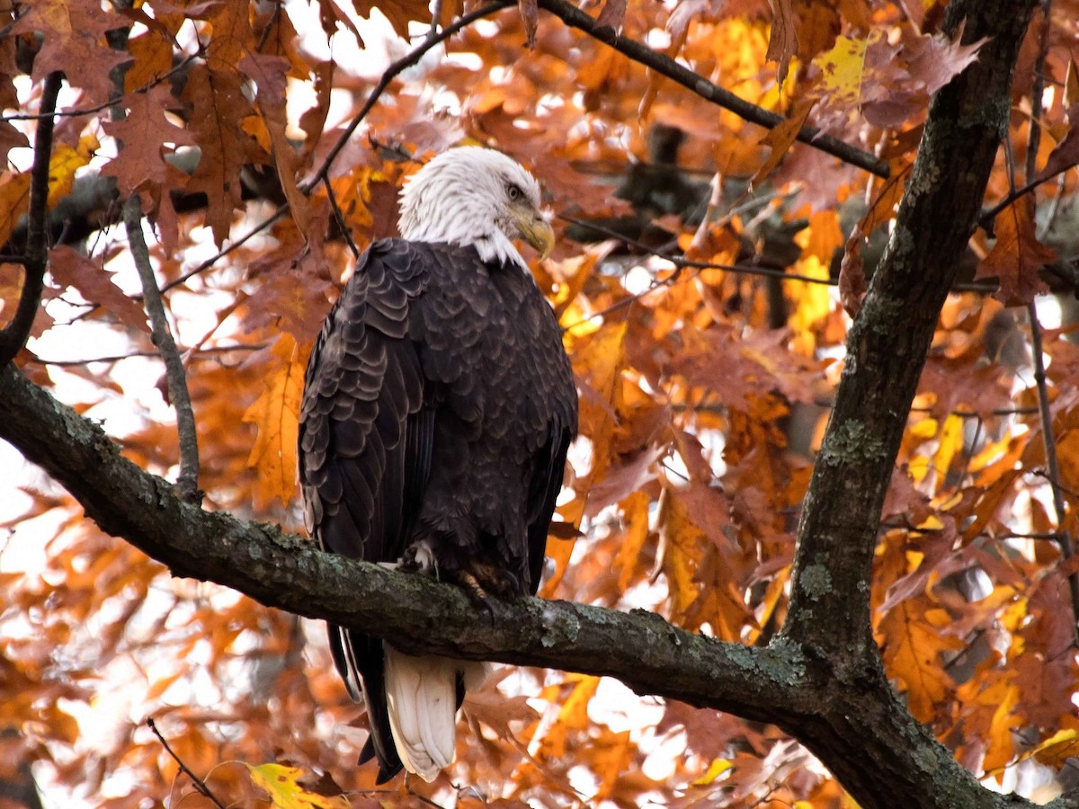 Bald Eagle - ML611236600