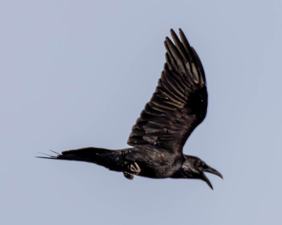 Common Raven - ML611236622
