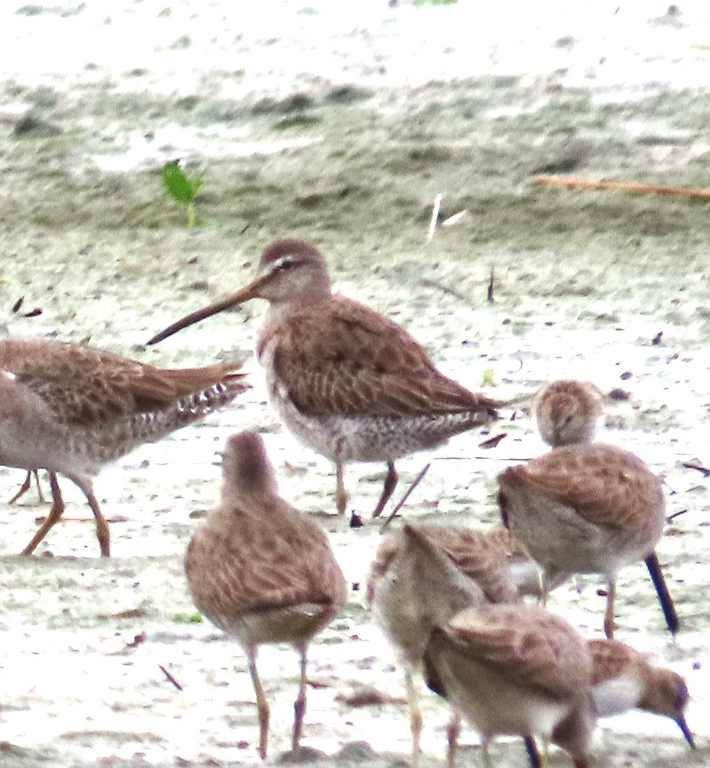 Long-billed Dowitcher - ML611236623