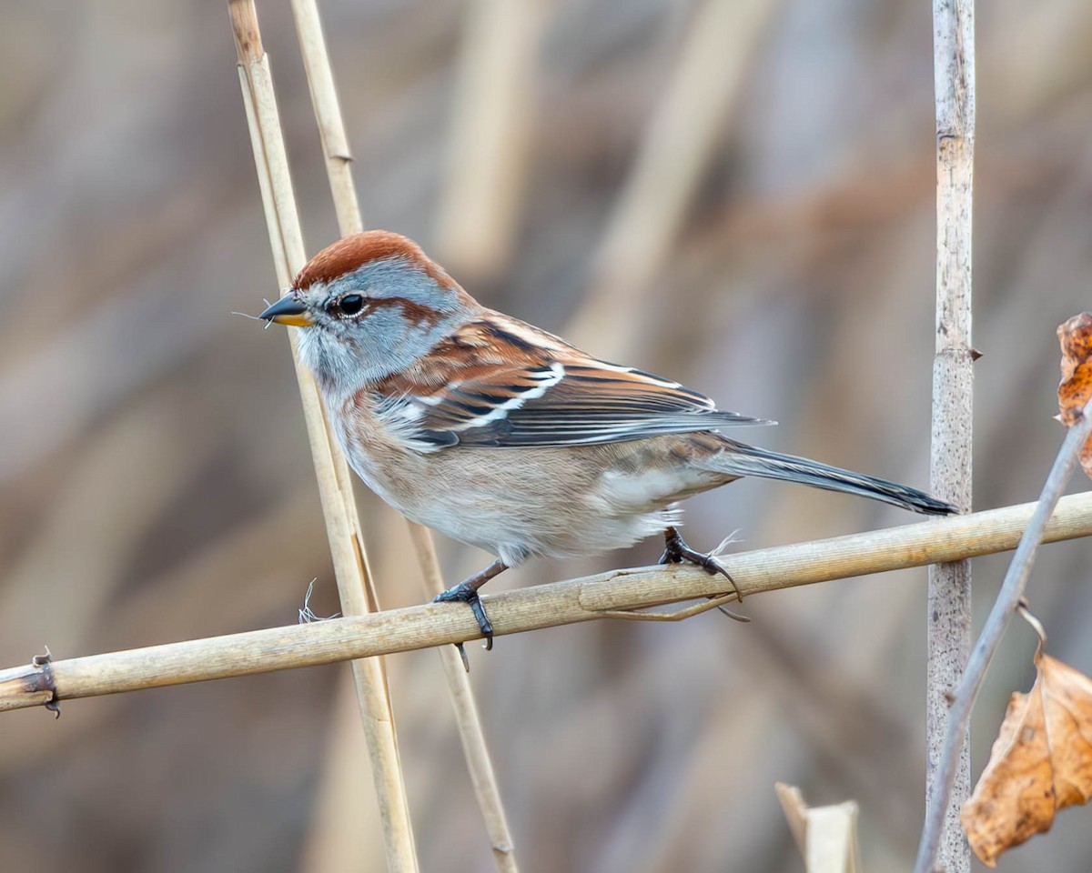 American Tree Sparrow - ML611236632