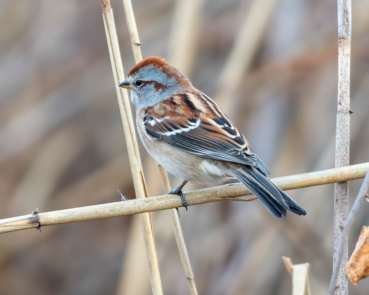 American Tree Sparrow - ML611236633