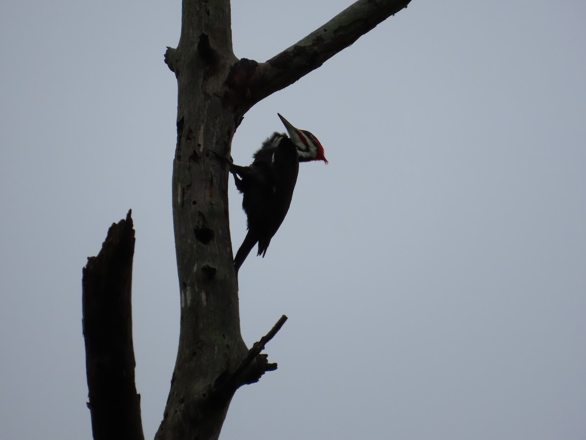 Pileated Woodpecker - ML611236649