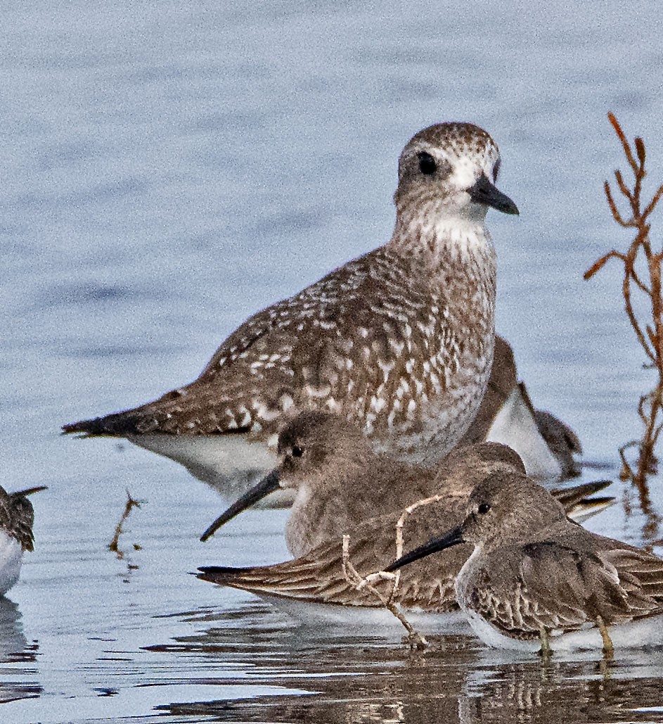 Black-bellied Plover - ML611236657