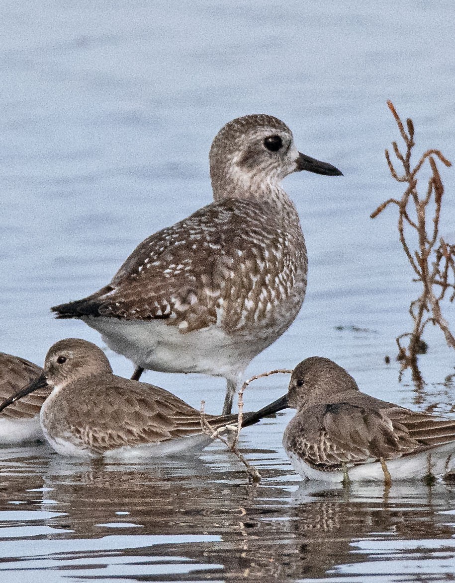 Black-bellied Plover - ML611236658