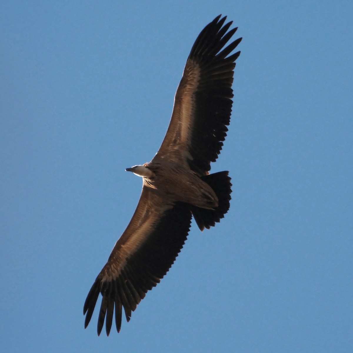 Eurasian Griffon - ML611236680