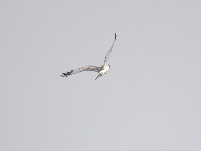 Northern Harrier - ML611236752