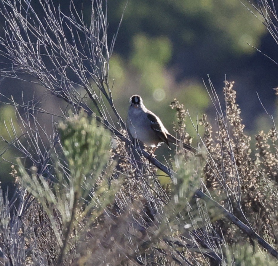 Bruant à couronne blanche - ML611236821