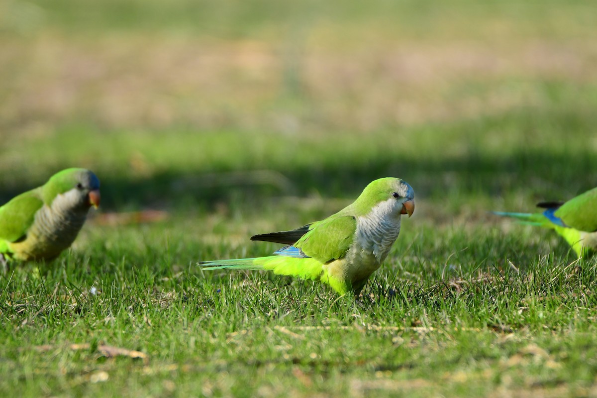 Monk Parakeet - ML611236842