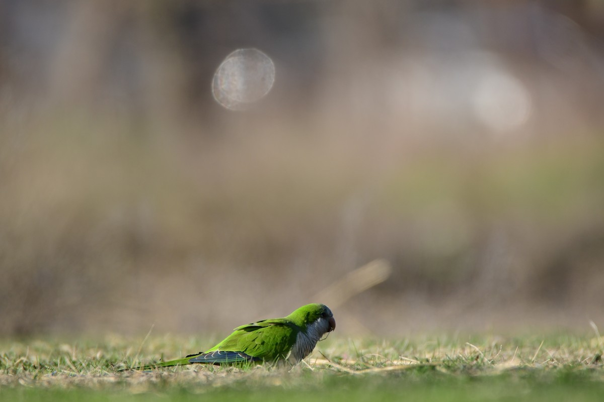 Monk Parakeet - ML611236843