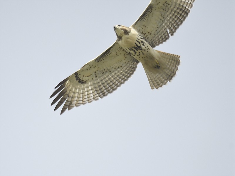 Red-tailed Hawk - ML611236861