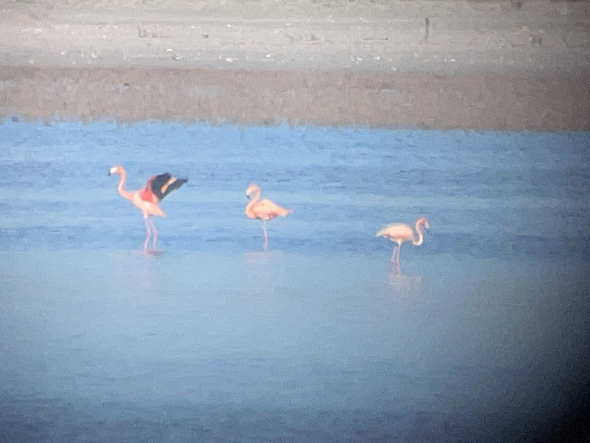 American Flamingo - ML611236879