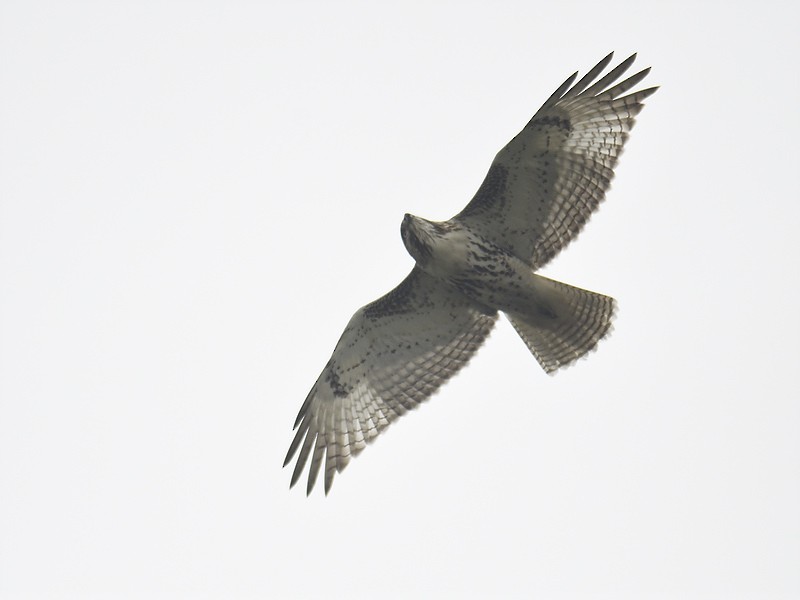 Red-tailed Hawk - ML611236897