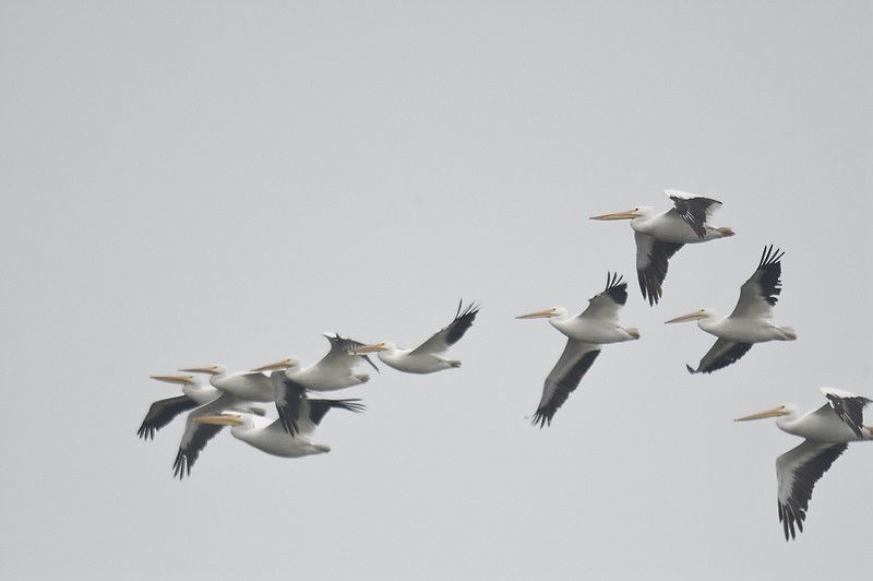 American White Pelican - ML611236937