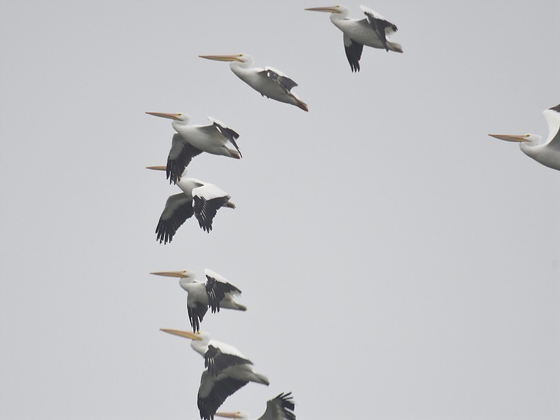 American White Pelican - ML611236947