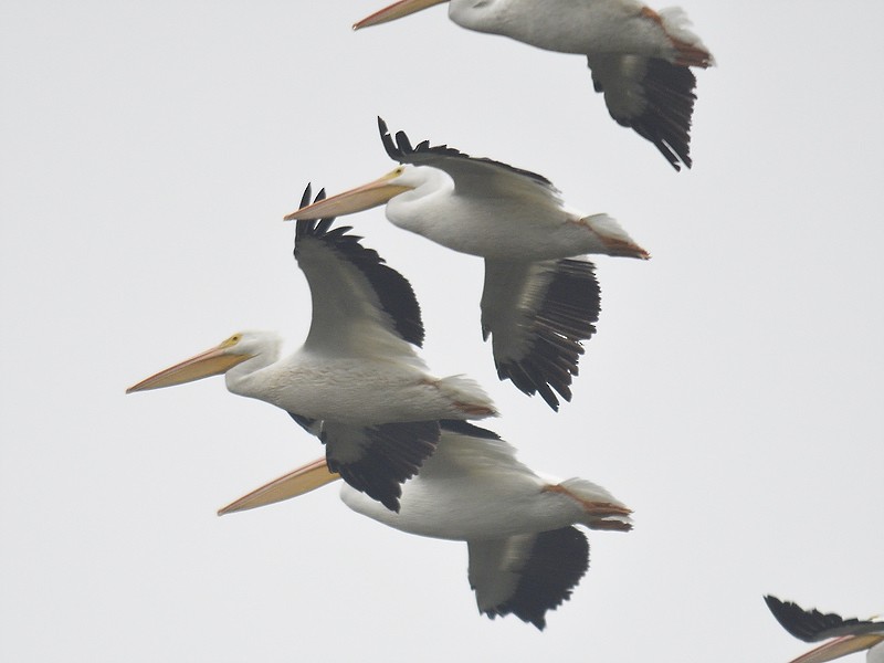 American White Pelican - Joseph Kennedy