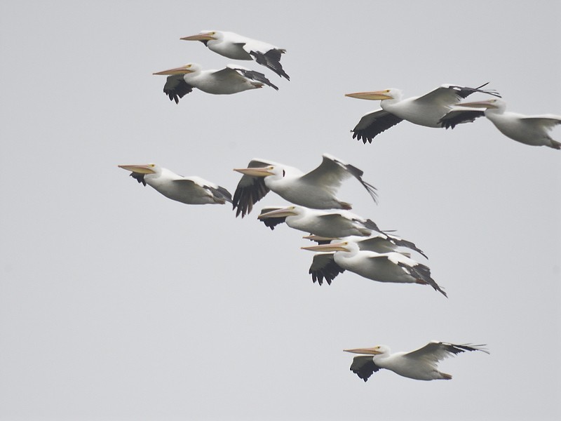 American White Pelican - ML611236949