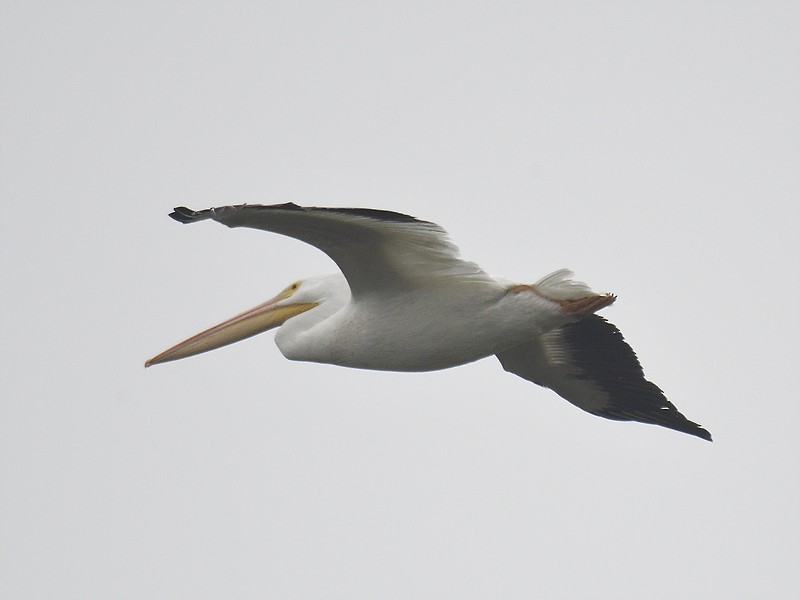 American White Pelican - ML611236950