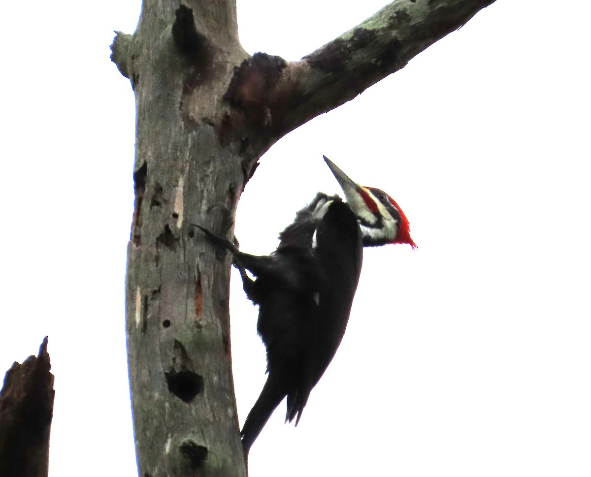 Pileated Woodpecker - ML611236954