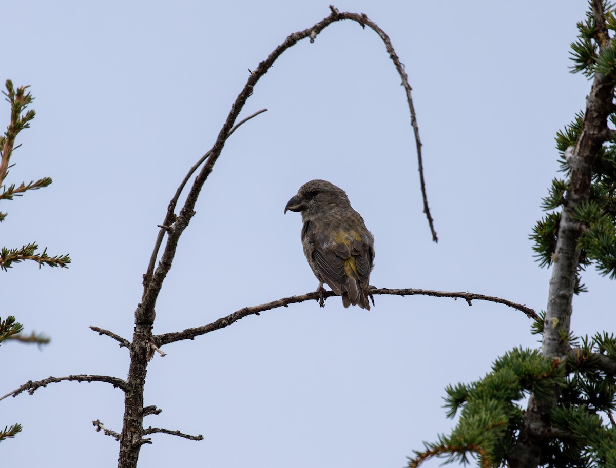 Red Crossbill (Cyprus) - ML611237042