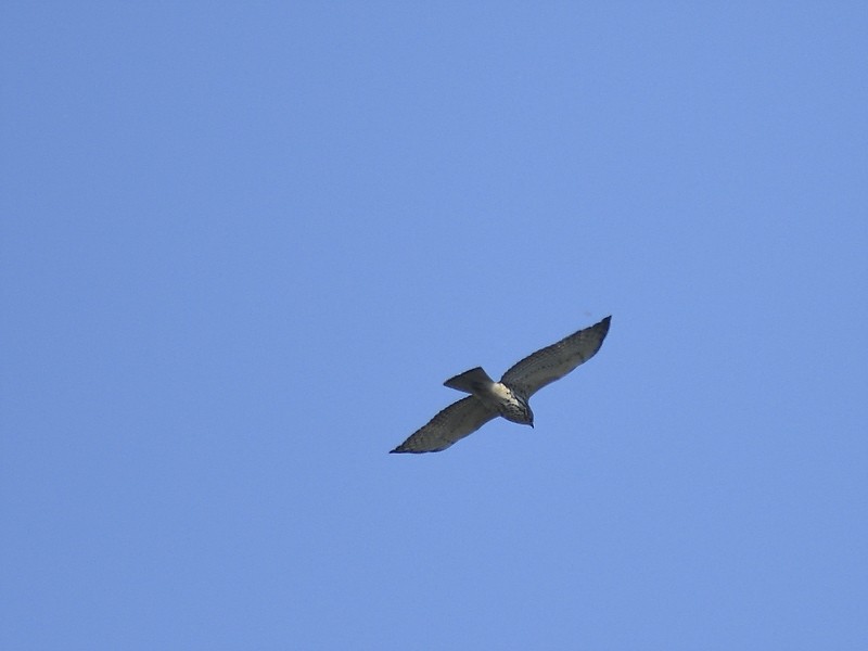 Broad-winged Hawk - ML611237073