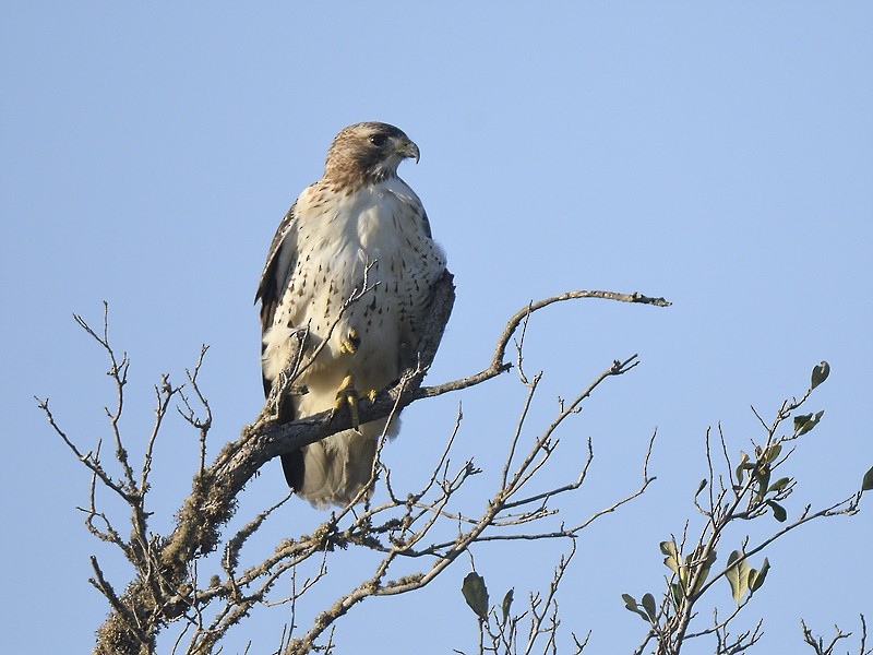 Red-tailed Hawk - ML611237108