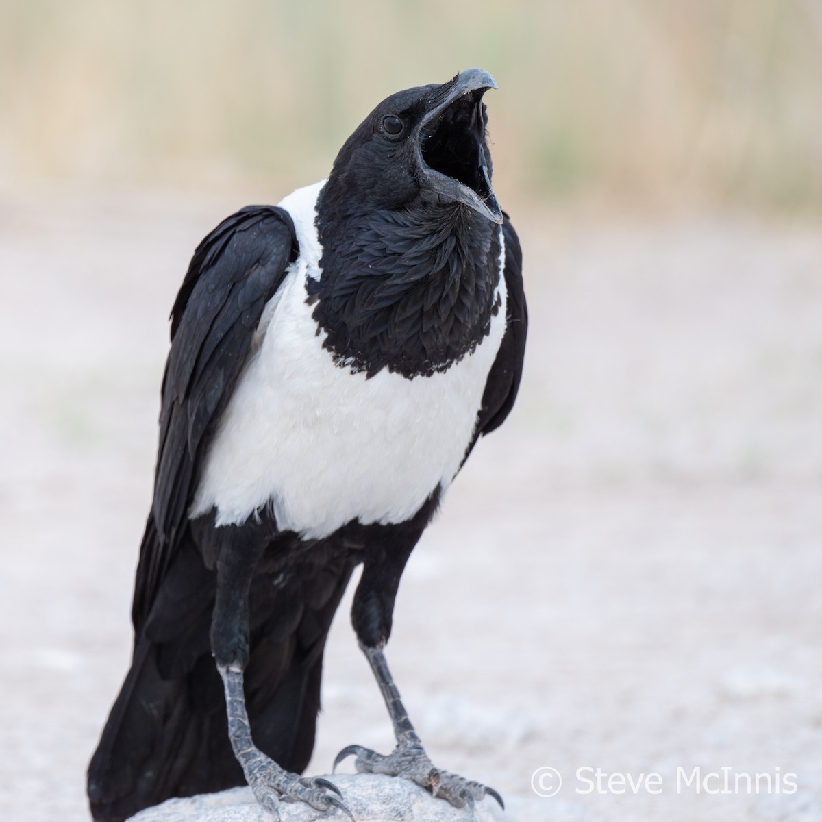 Pied Crow - Steve McInnis