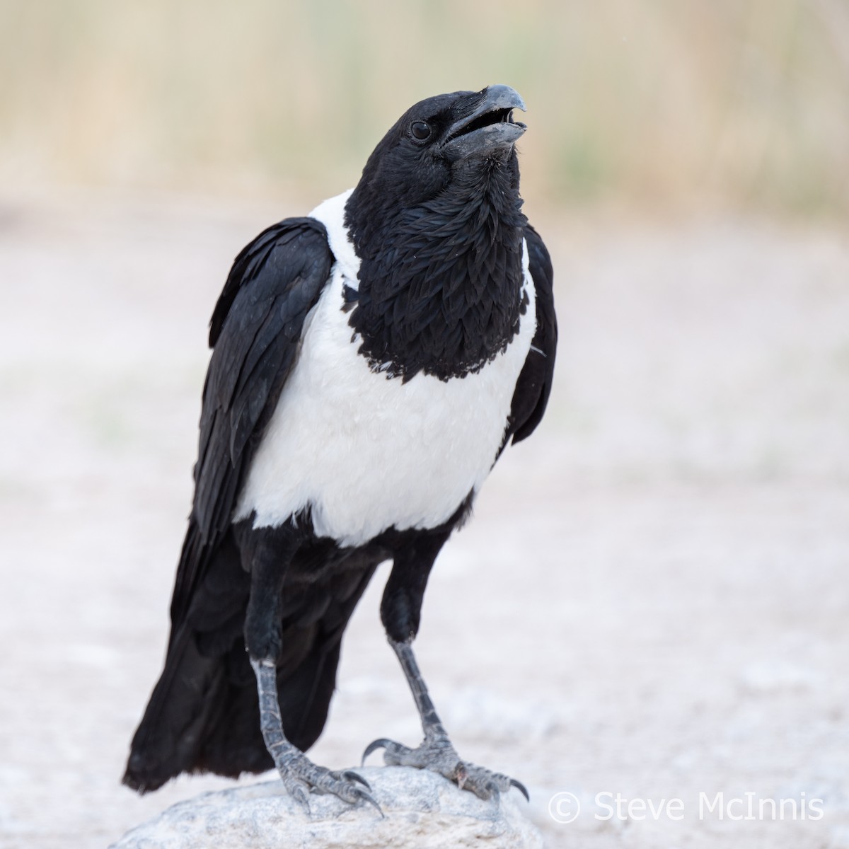 Pied Crow - ML611237144