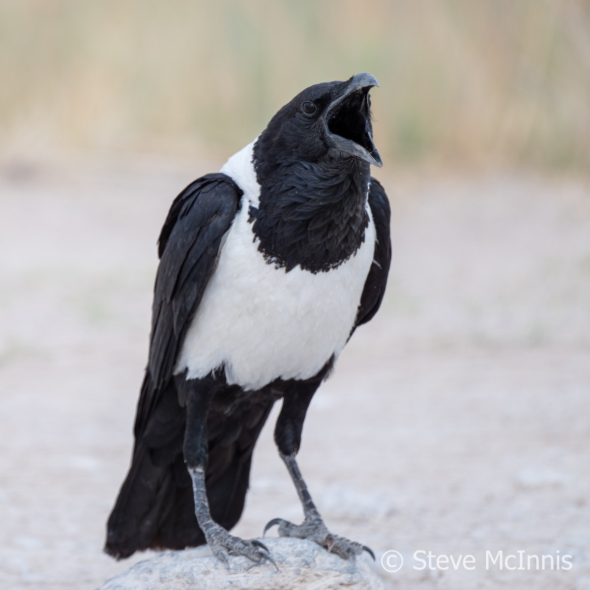 Pied Crow - ML611237147