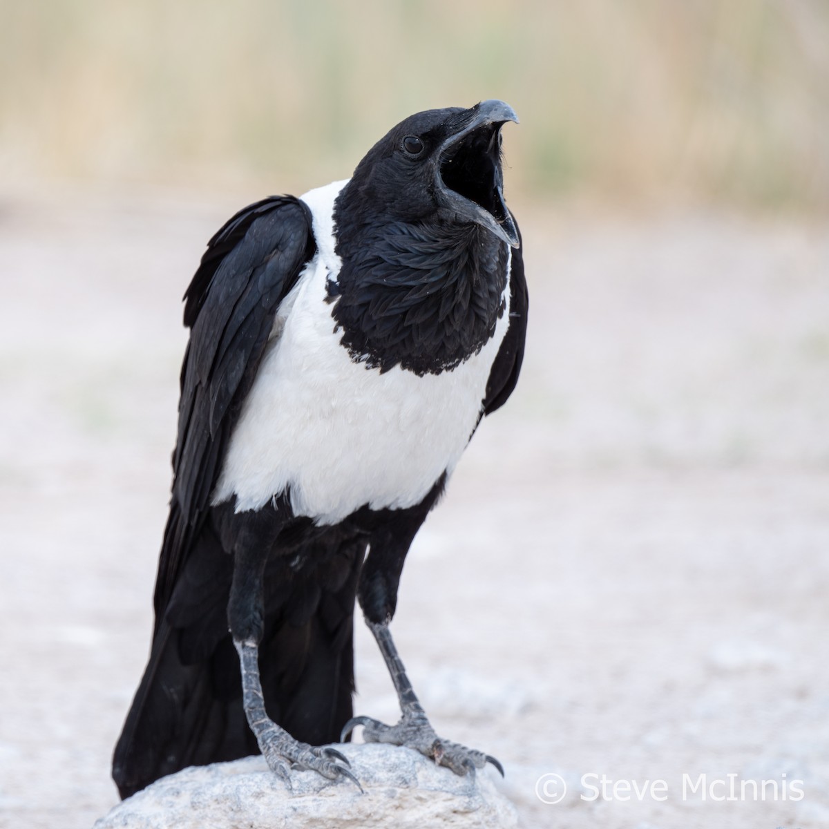 Pied Crow - ML611237148