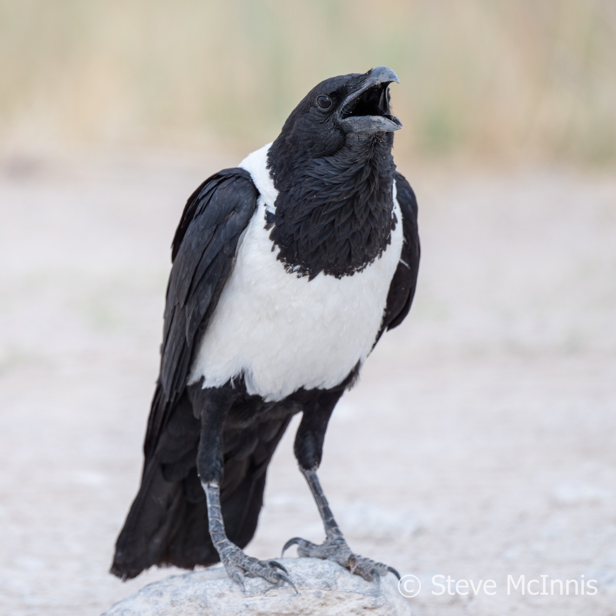 Pied Crow - ML611237149