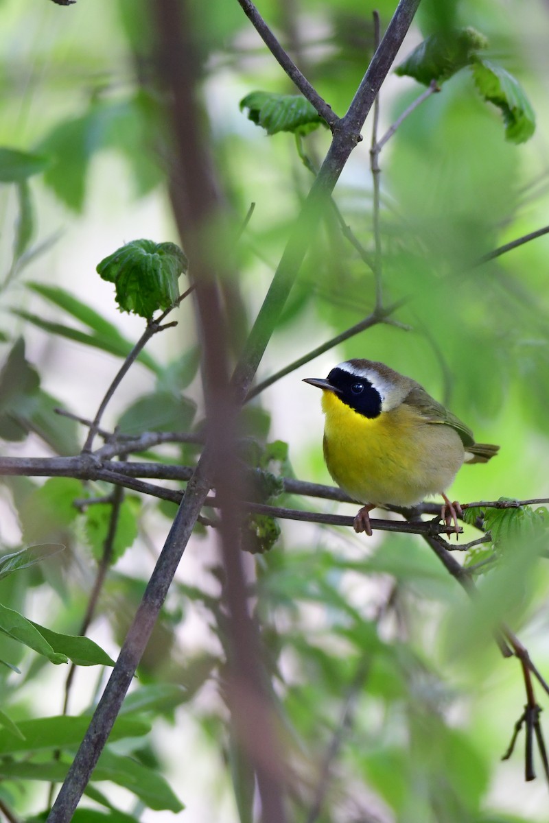 Common Yellowthroat - ML611237227