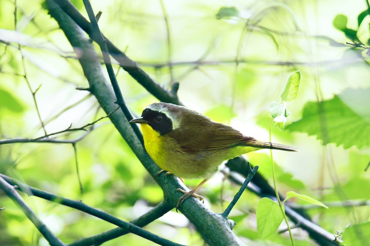Common Yellowthroat - ML611237230