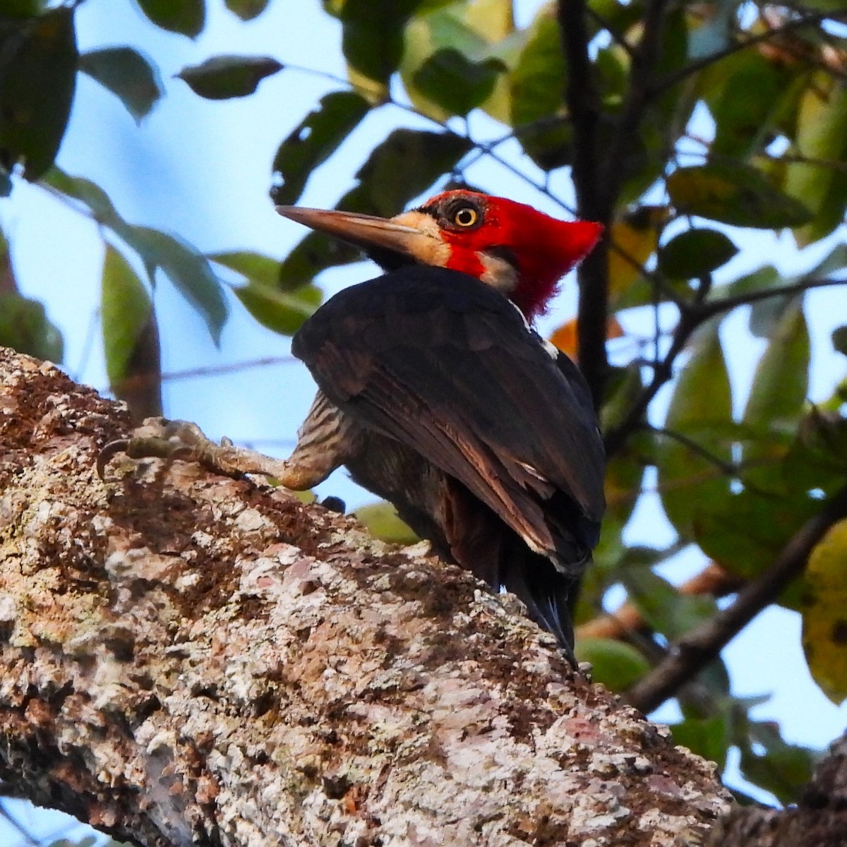 Crimson-crested Woodpecker - ML611237250