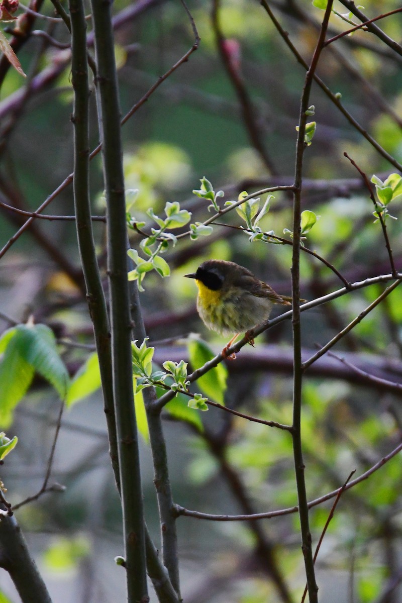 Common Yellowthroat - ML611237281