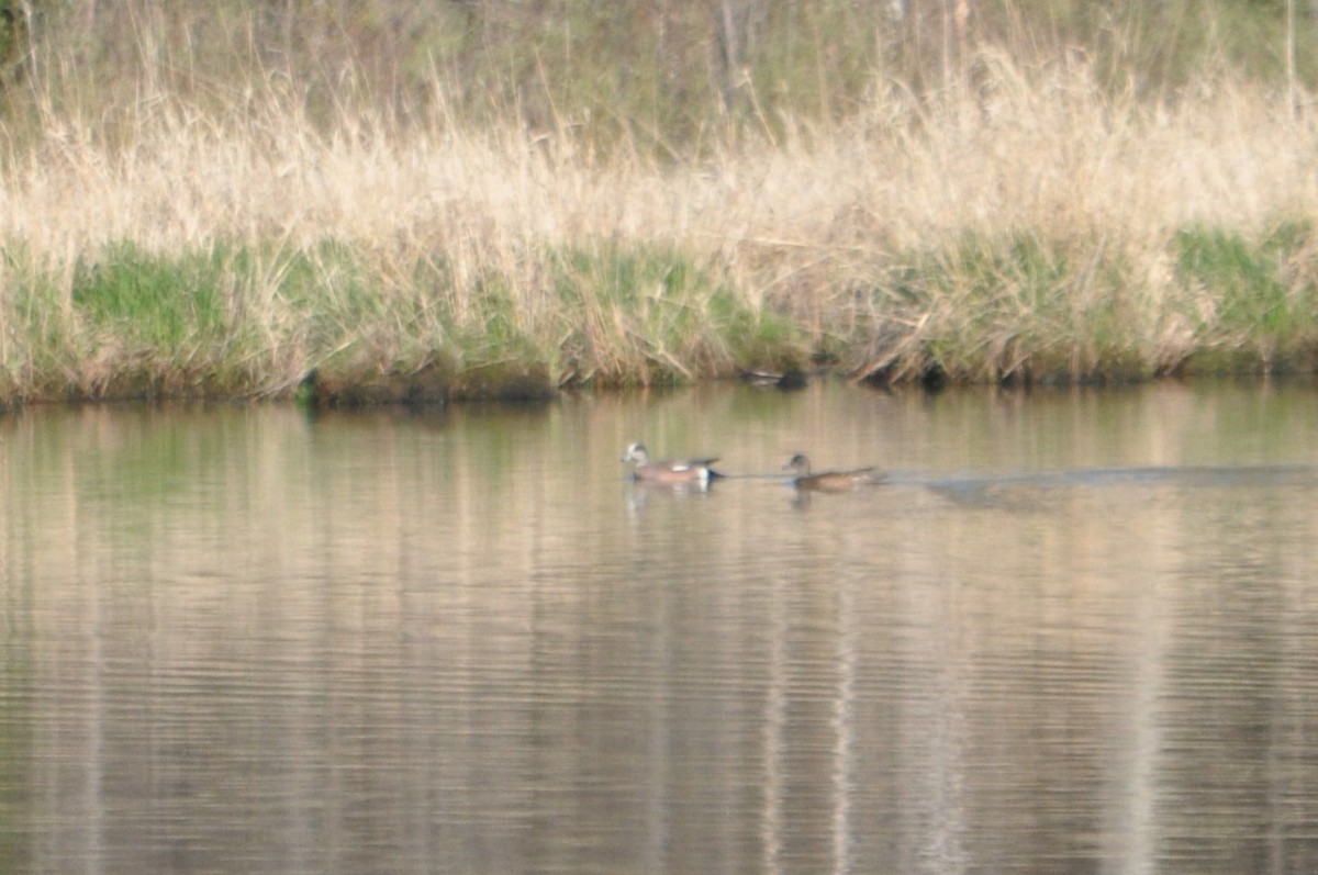 American Wigeon - 🦜 Daniel Correia 🦜