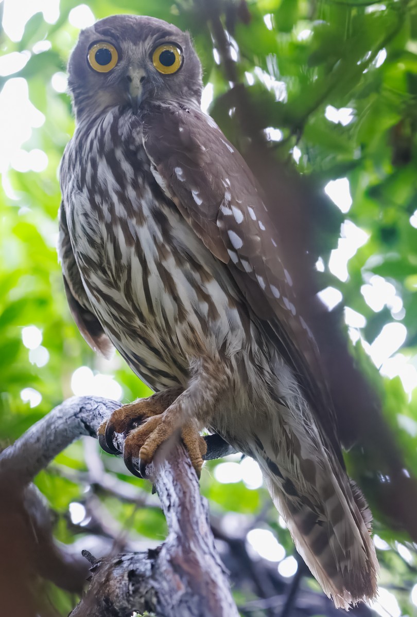 Barking Owl - Dan Bishop