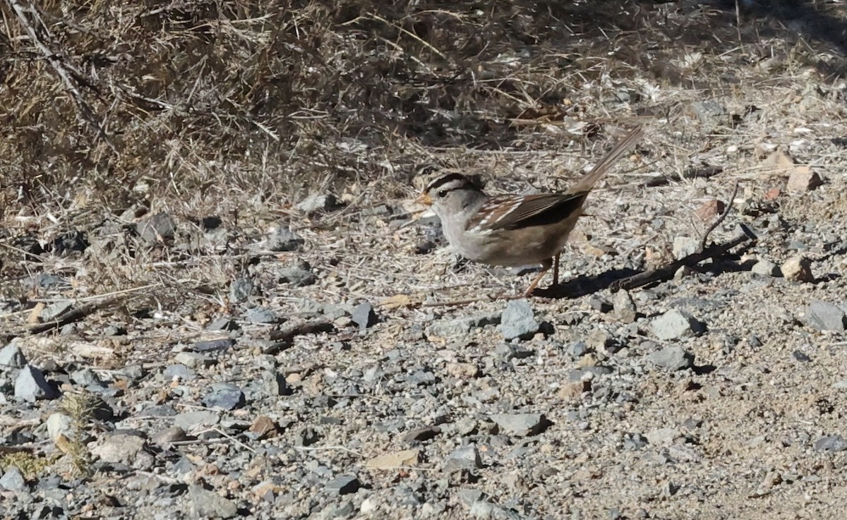White-crowned Sparrow - Millie and Peter Thomas