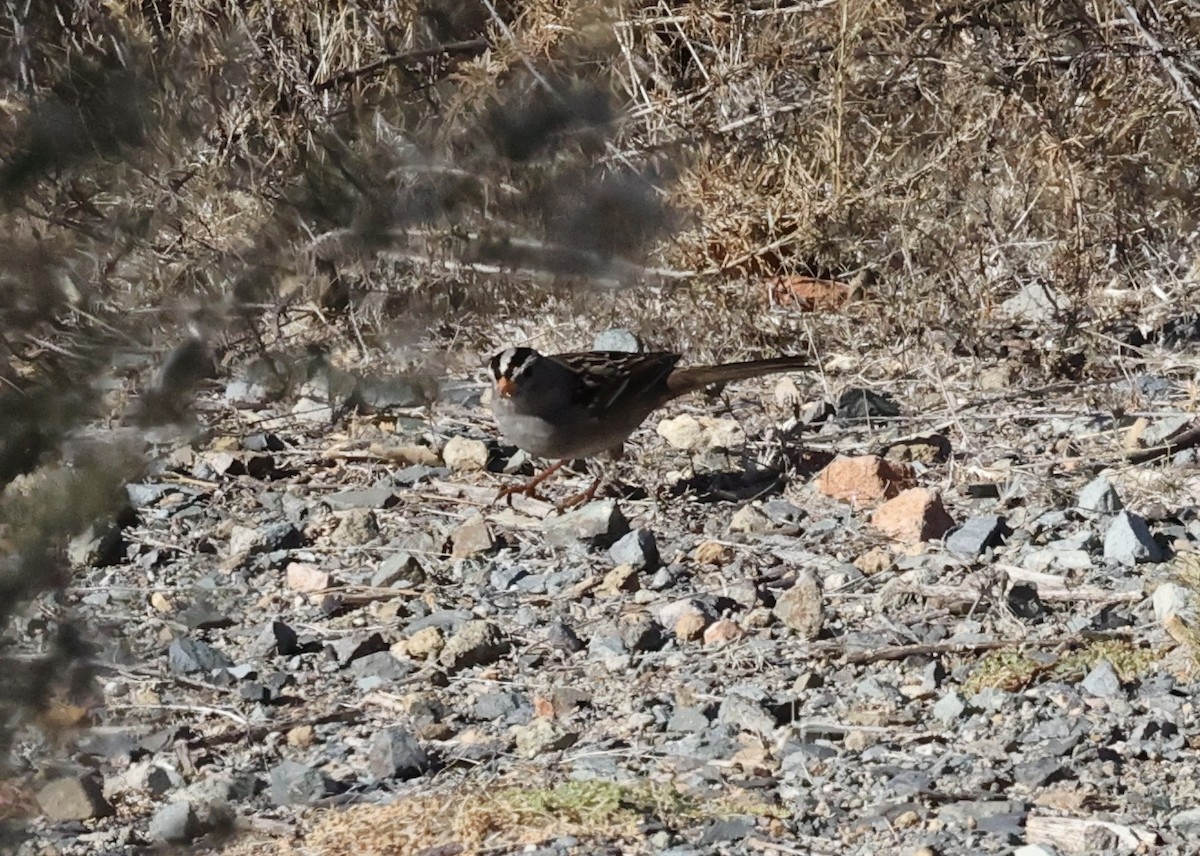 Bruant à couronne blanche - ML611237361