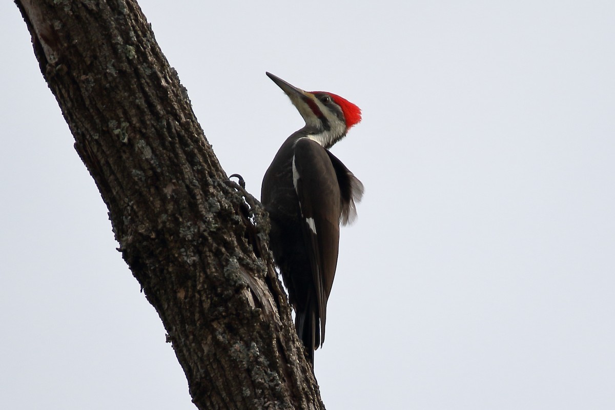 Pileated Woodpecker - ML611237395